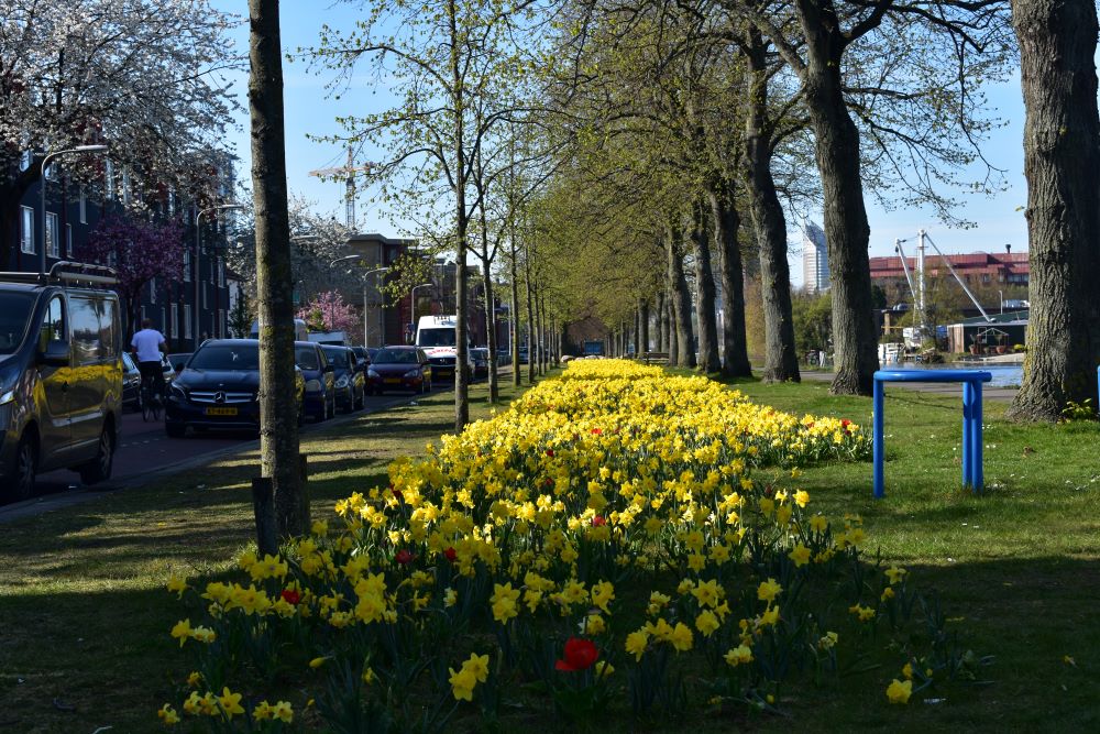 Foto Maarten Hoorn bloemen